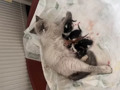 Dişi Kedimiz Kısır Değil