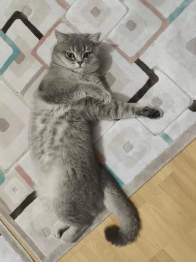 Yetişkin Erkek Ve Dişi British Shorthair Kediler