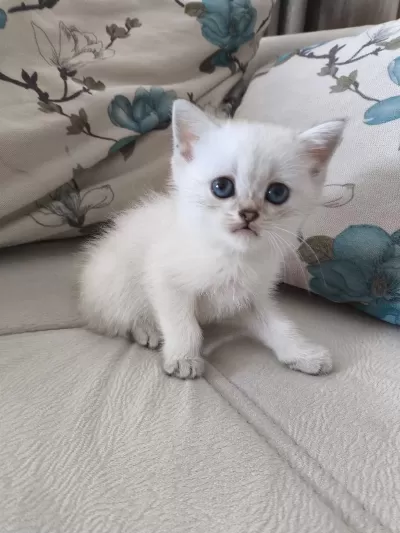 British Shorthair Yavrularımıza Yuva Arıyoruz