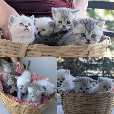 Kedimiz Lokum Un 4 Adet British Shorthair Yavrusu