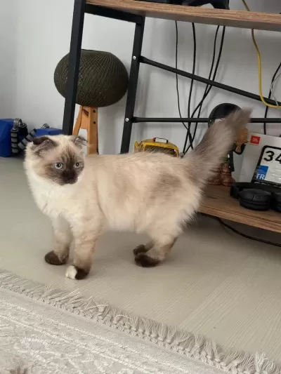 Scottish Fold Kedimiz