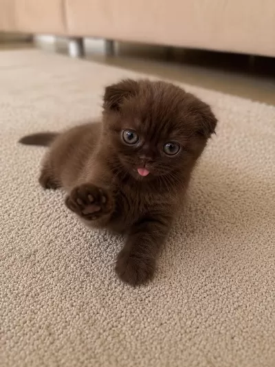 Özel Renk Çikolata Scottish Fold
