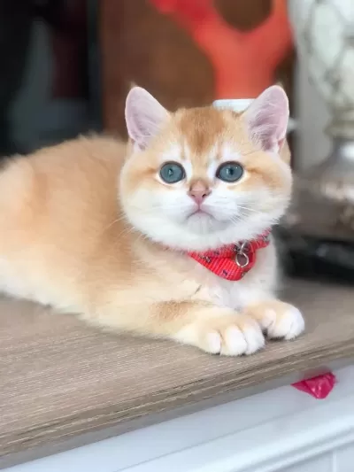 A Kalite British Shorthair Golden Yavrular