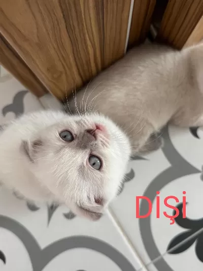 2 Aylik Scottish Bluepoint Shorthair Yavrular