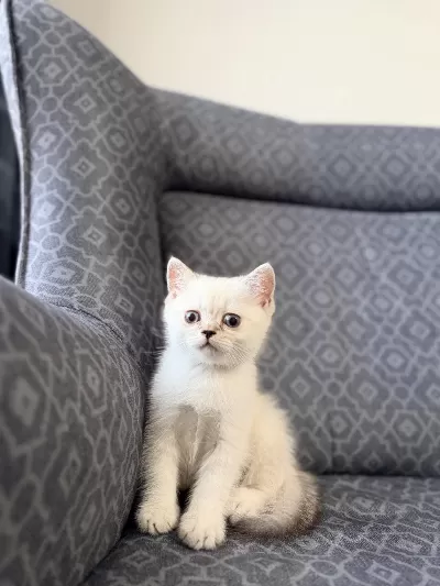 Erkek Yavru Kedim Yeni Ailesini Arıyor