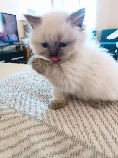 52 Gunluk British Longhair Blue Point Yavru