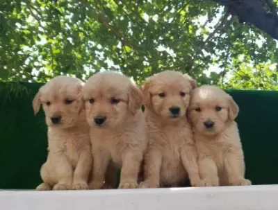 Elit Patiler Farkıyla Golden Retriever Yavrular