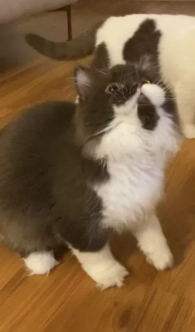 Safkan British Longhair Chocolatte Bicolour Dişi