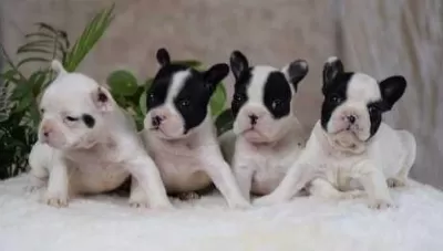 Elit Patiler Farkıyla French Bulldog Yavrular