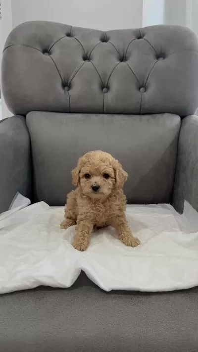 Orijinal Teacup Maltipoo