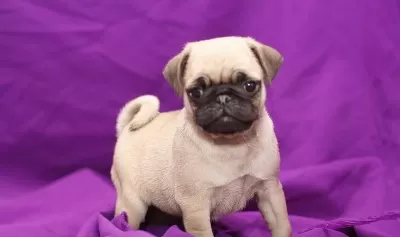 İrk Garantili Pug Yavrulari