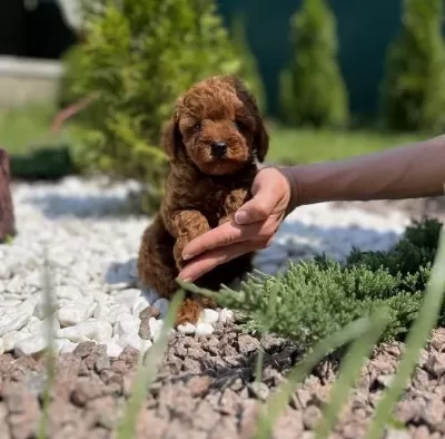 Red Toy Poodle Yavrulari