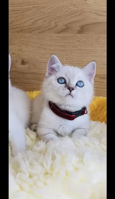 Show Kalite Maviş Point British Shorthair Bebeğim
