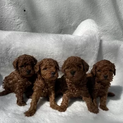 En İyisinden Toy Poodle Bebekler