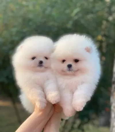 Pomeranian Boo Yavrulari
