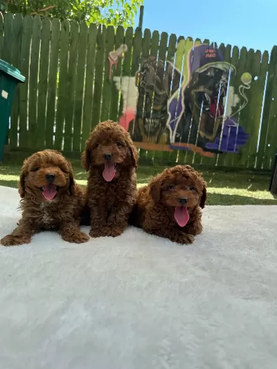 Ruhsatli Poodle Evinden Bebeklerimiz