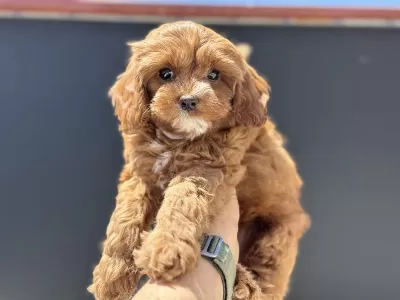 Profesyonel Ruhsatlı Çiftlikden Maltipoo Yavrular