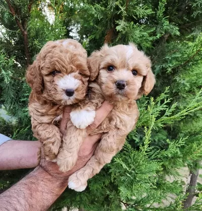 Asili Pasaportlu Mikroçipli Maltipoo Yavrularimiz