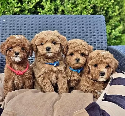 Asili Pasaportlu Mikroçipli Maltipoo Yavrularimiz