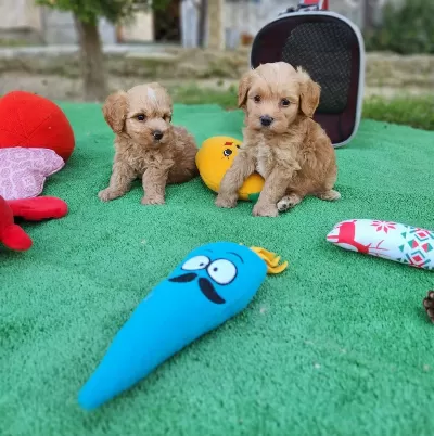 Maltipoo Yavrularimiz