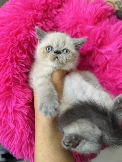 Exotic Shorthair Bluepoint