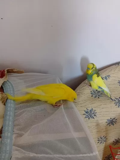 Eş Muhabbet Kuşumuz İsteyene Tek Verilir