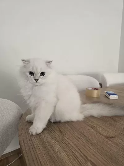 Koca Kafa Kedilerimiz Aa Kalite Safkandir