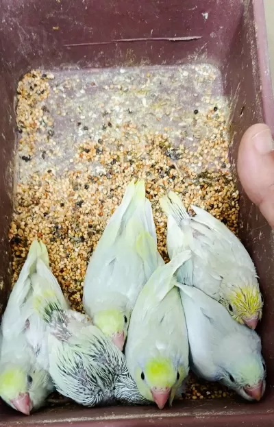 Gökkuşağı Turkuaz Forpus Cep Papağanları