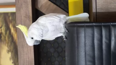 Yarı Evcil Sülfür Kakadu