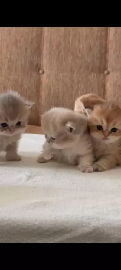 Sağlık Ve İrk Garantili British Shorthair