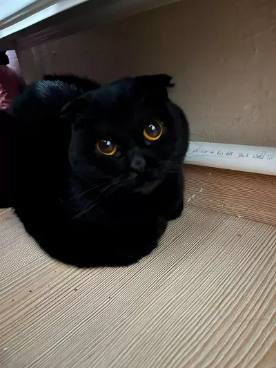Siyah Scottish Fold Kızımıza Yuva Arıyoruz