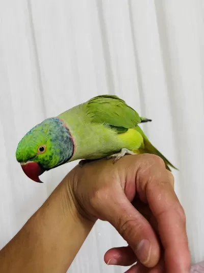 Evcil Konuşan Erkek Portakal Kafa Pakistan Papağanı