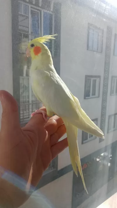 Lutino Sultan Papağanı Dişi Hazır