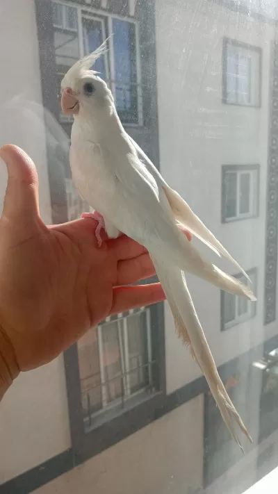 Full Evcil Sultan Papağanı Albino
