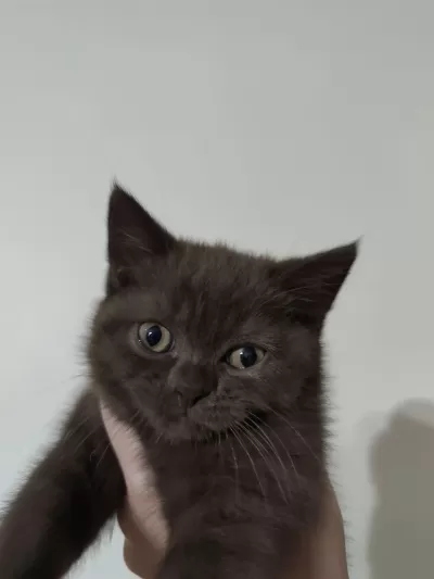 British Shorthair Yavru Erkek