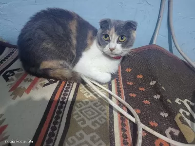 Scottish Fold 8 Aylık