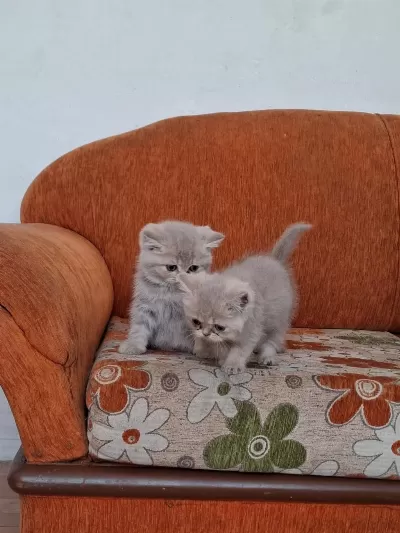 Son British Shorthair Yavru Sağdaki