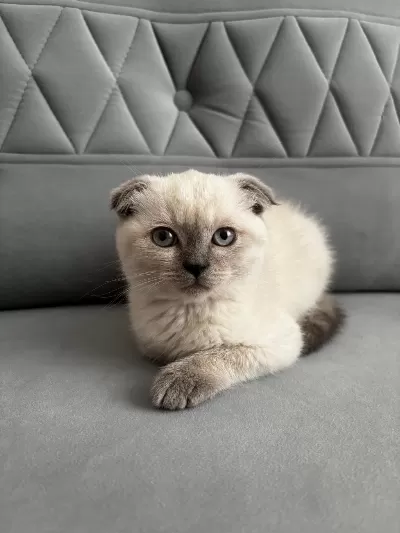 Daha Tatlısı Yok 3 Aylık Scottish Fold