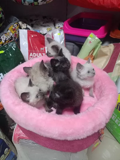 Yavru Kedilerimiz Yeni Sahibini Bekliyor
