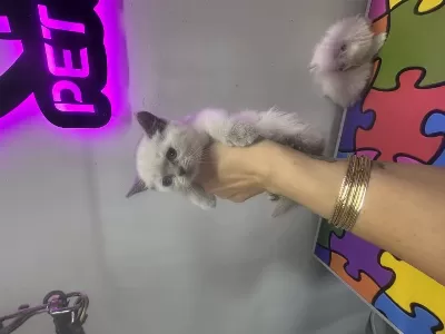 British Shorthair Yavruları