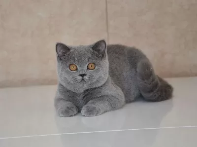 80 Günlük Safkan British Shorthair Ayı Surat