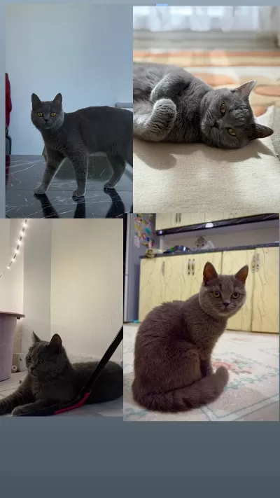 Sağlikli Dişi British Shorthair