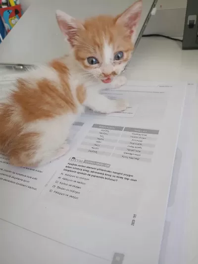 Annesi Ölmüş Kediye Yuva Aranıyor