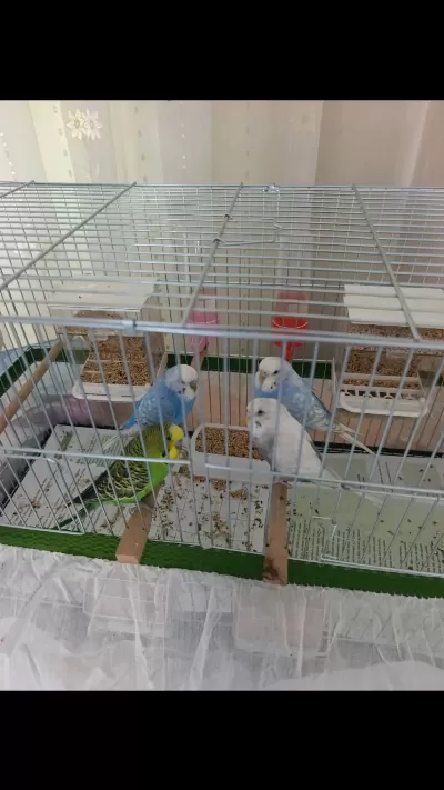 4 Tane Sağlıklı Eş Muhabbet Kuşu
