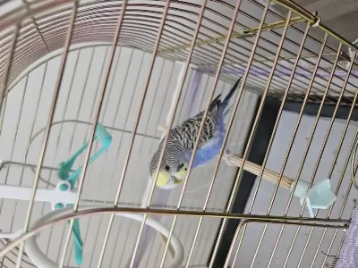 Yavru Muhabbet Kuşu 2 Aylık
