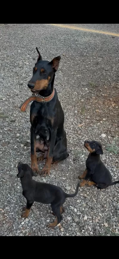 Sağlık Ve İrk Garantili Doberman Yavrularımız