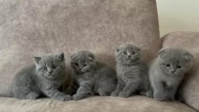 Oyuncu Scottish Fold Yavrular
