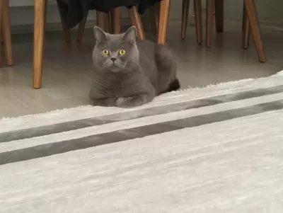 Ücretsiz Sahiplendirme 3 Yaşında Kedimiz