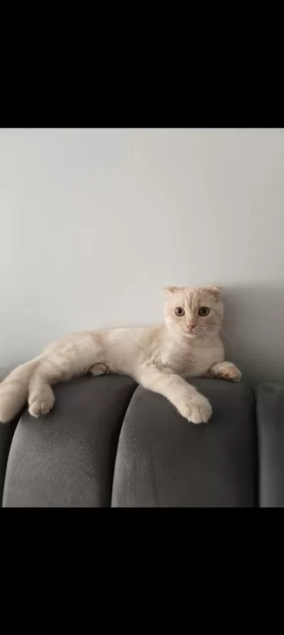 Scottish Fold Kedimizi Sahiplendiriyoruz