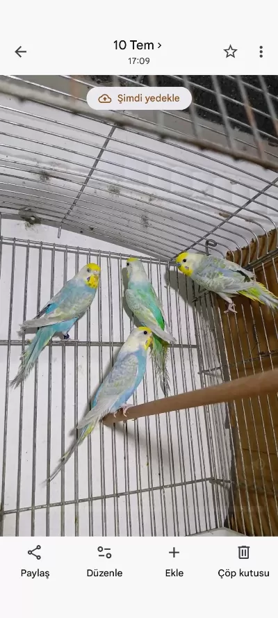 İki Takım Eş Tutmuş Rainbow Muhabbet Kuşu